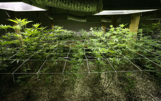 marijuana fall over support 2