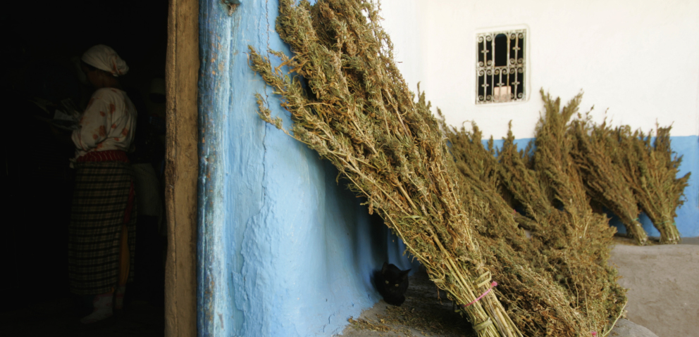 Урожай конопли в Марокко