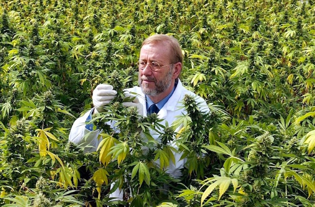 Как вырастить коноплю на органике?