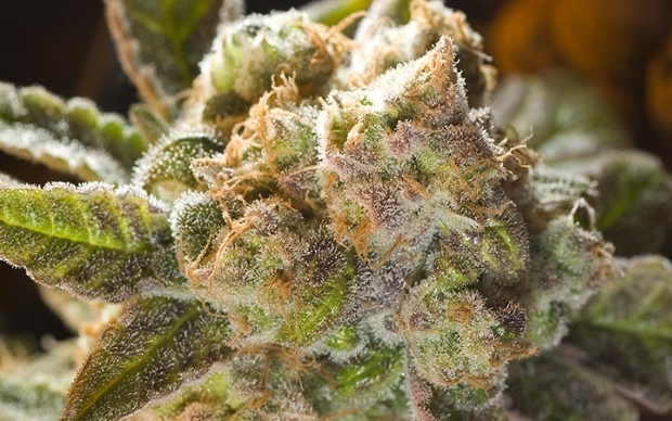 Органические шишки - нет ничего круче!