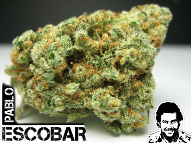 стрейн Пабло Эскобар конопля Pablo Escobar