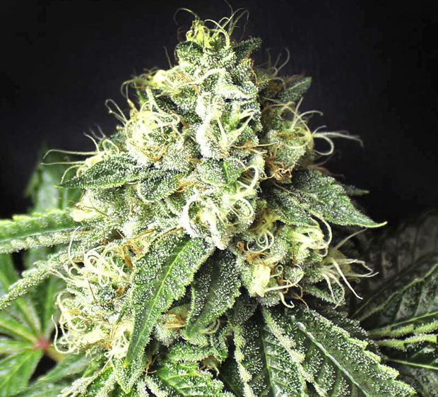 сорт Pablo Escobar сорт Pablo Escobar