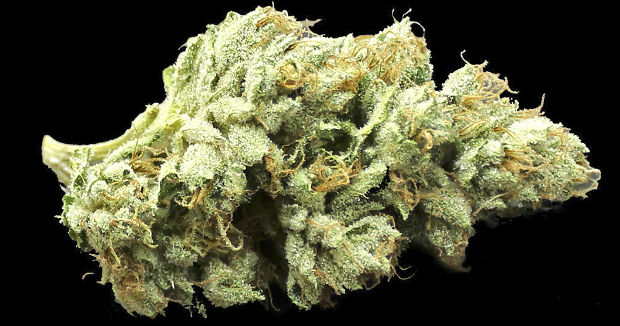 еще шишки Эскобара сорт Эскобар