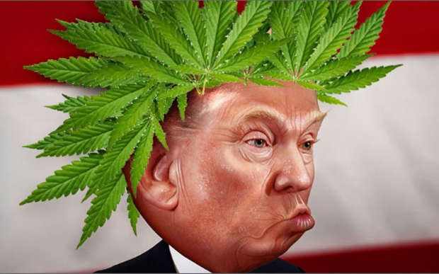 tramp kannabis industriya