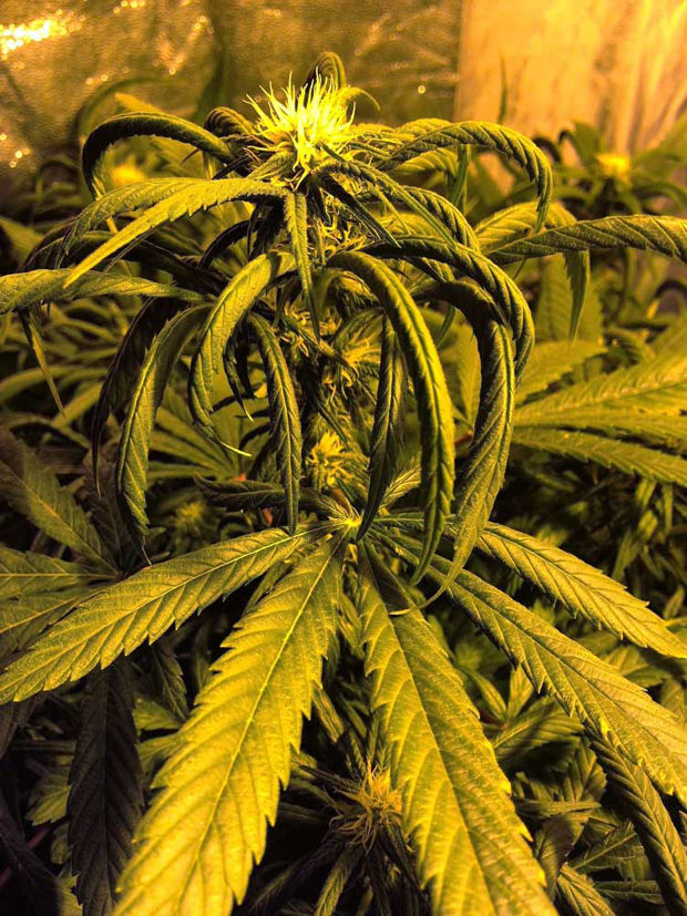 wind burned leaves clawing