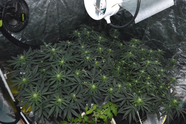 Правильное расположение растений конопли в гроубоксе