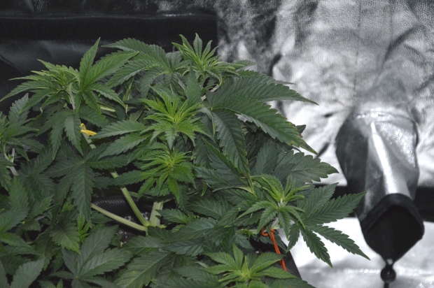 Подвязка конопли