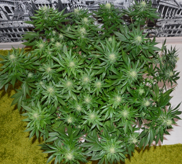 Результат месячной тренировки!