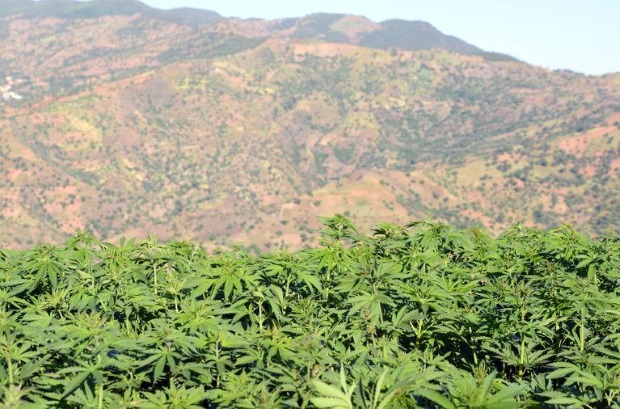 morokko cannabis