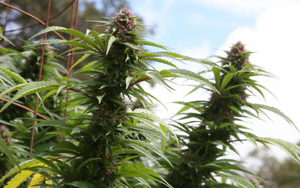 чистый урожай