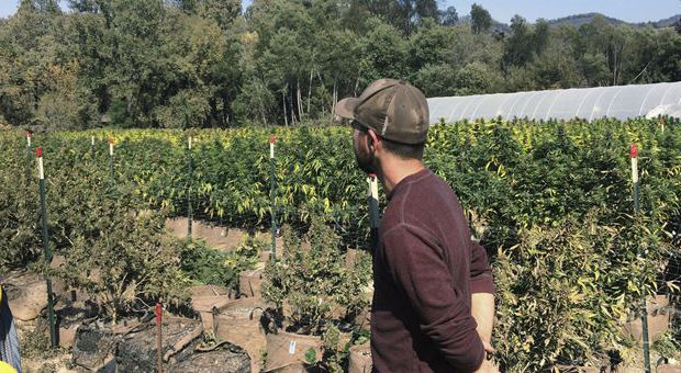 легализация марихуаны побеждает