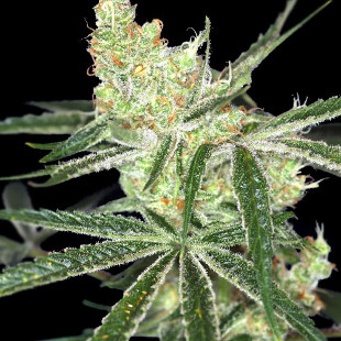 Auto Afghan Bullet left