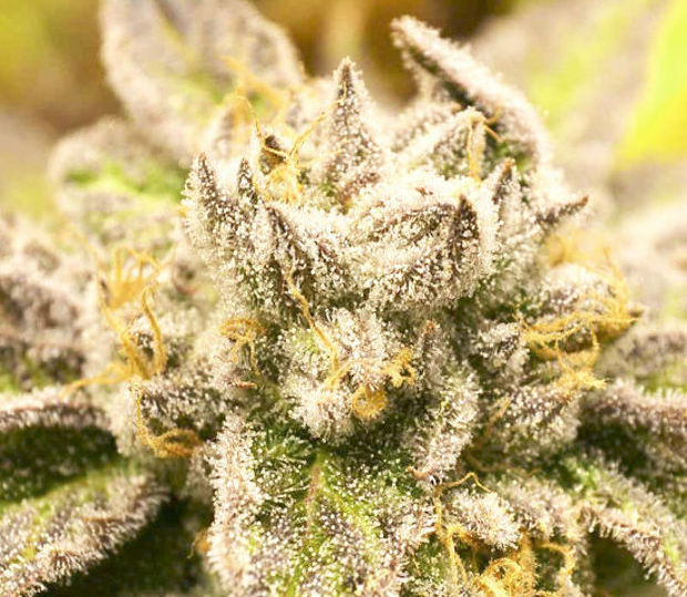 сорт Auto Deadryder