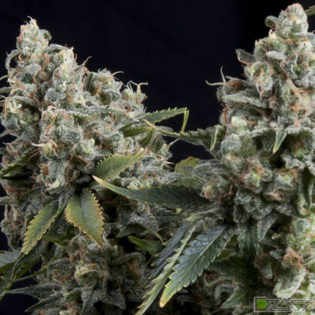 tutankhamon сорт отзывы