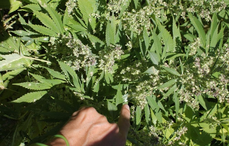 пыльца марихуаны