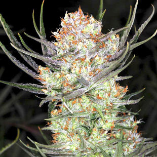 Auto AK-47 XL сорт