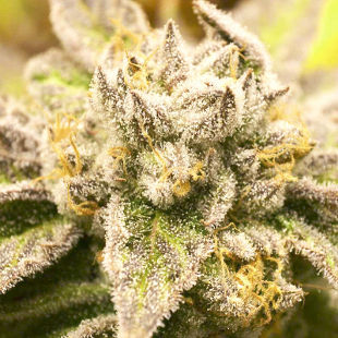 сорт Auto Deadryder