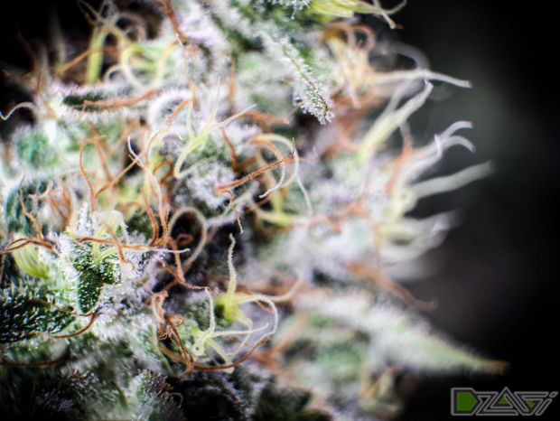 tutankhamon сорт