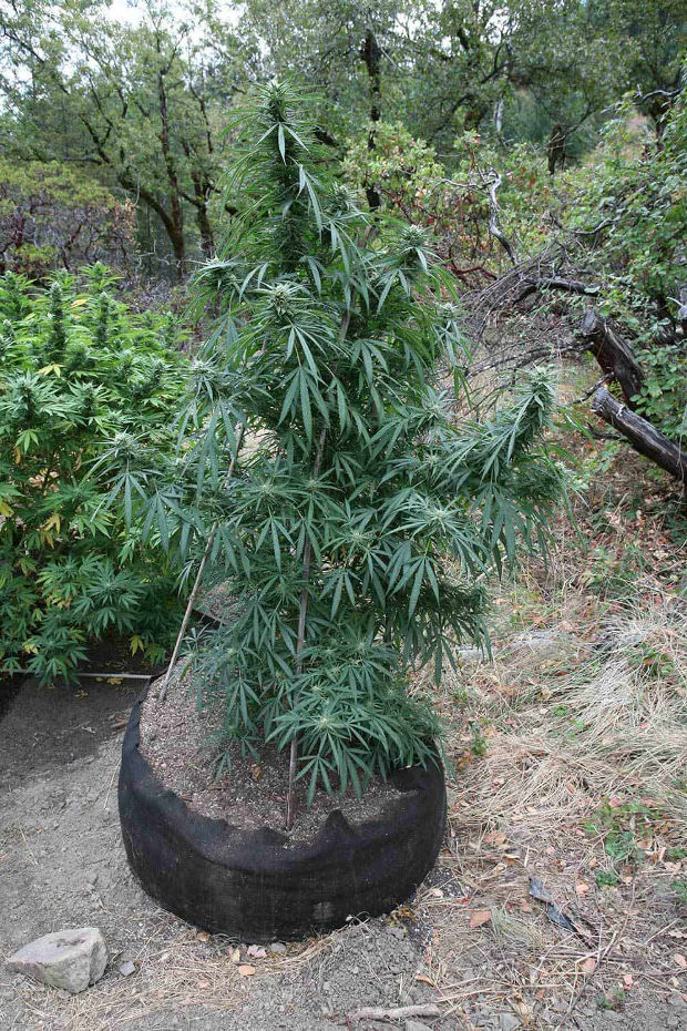 мешок горшок