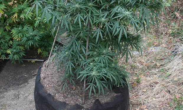 текстильные горшки