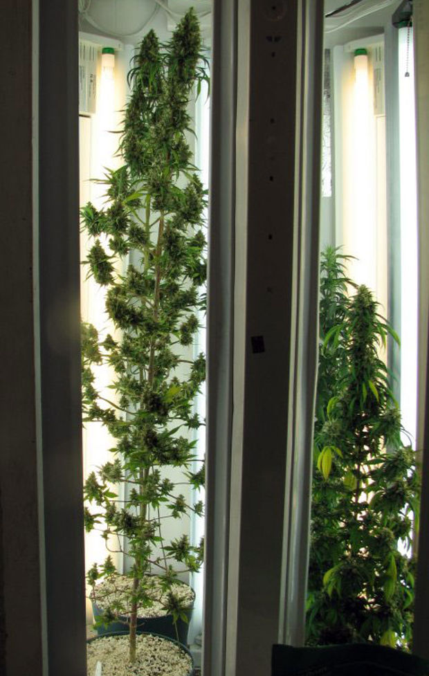 боковой досвет хорошие шишки только наверху