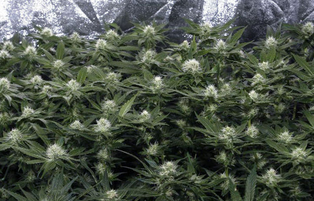 формирование ровной кроны позволяет эффективнее использовать свет