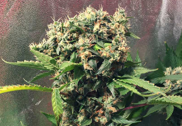 У этого каннабиса новый рост цветов направлен не вверх, а в стороны