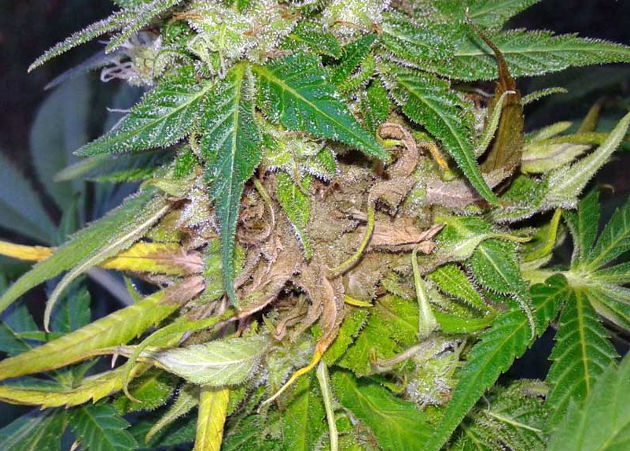 Цветочная гниль на марихуане появляется и распространяется мгновенно. Не ждите! Приступайте к харвесту!