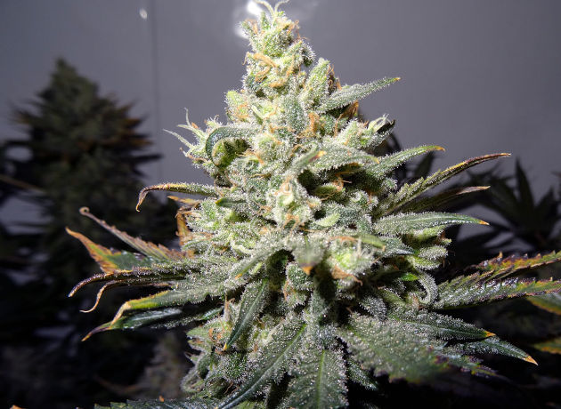 Прошло все 7 дней, и эта кола совсем готова к харвесту