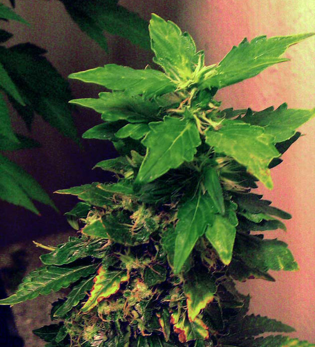 Этот канабис перестал цвести и вернулся к вегетативному росту