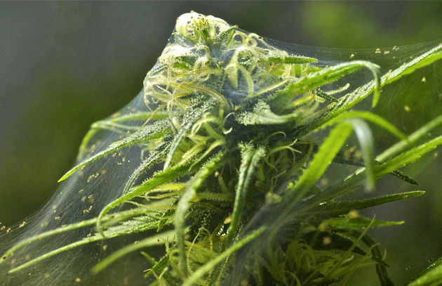 Бошки, покрытые паутиной. Их поразил паутинный клещ