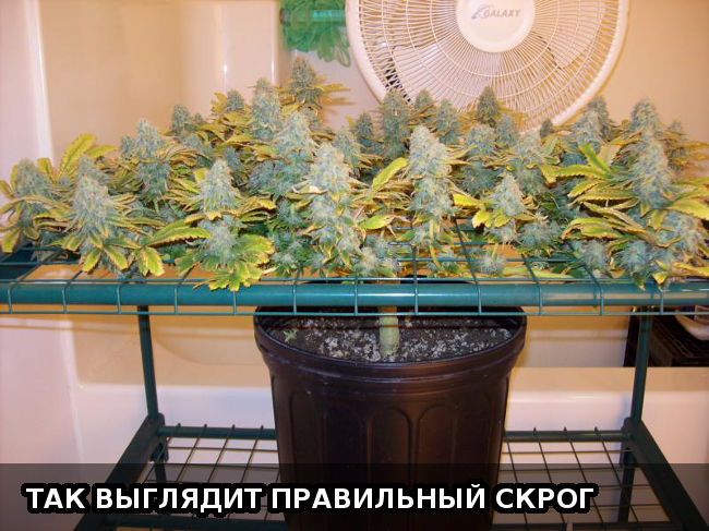 Так выглядит правильный СКРОГ