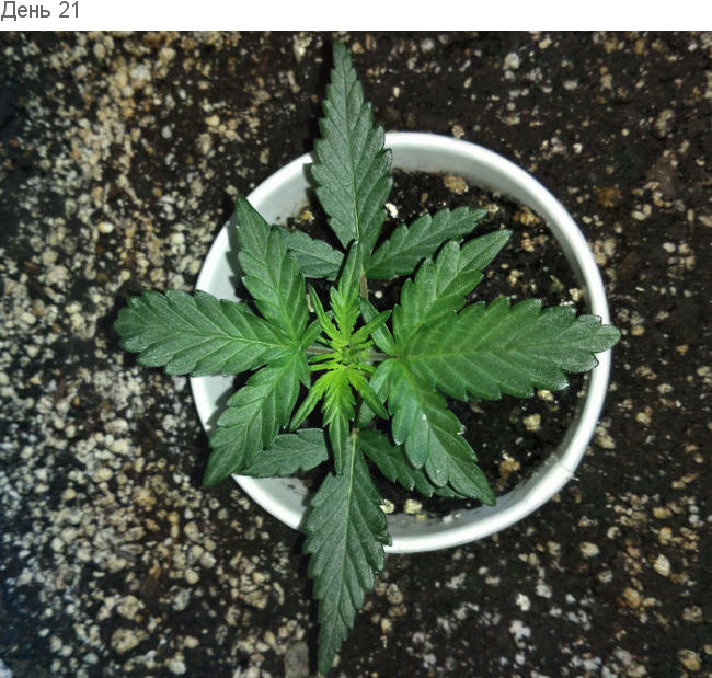 Чтобы автоцветущая конопля не стрессанула. День 21