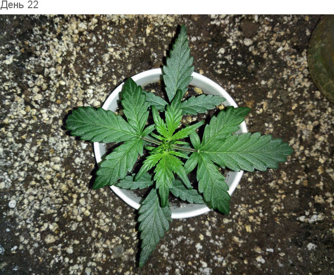 Авто цвет после пересадки. День 22