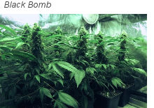 Black Bomb гроу-репорт