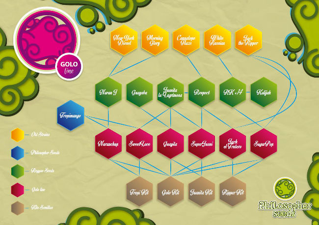 Philosopher Seeds - генетика CBD линейки