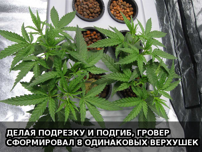 Делая подрезку и подгиб, гровер сформировал 8 одинаковых верхушек