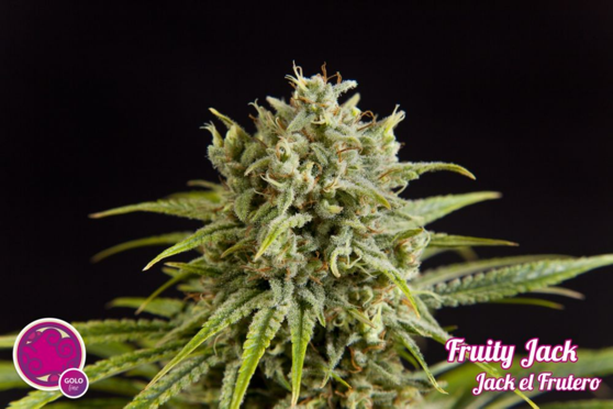 Сорт конопли Fruity Jack