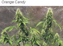 Orange Candy гроу-репорт