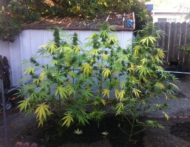 Lemon OG Candy в открытом грунте