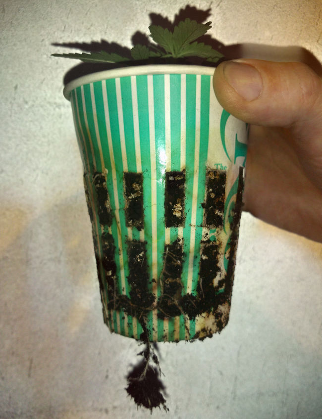 Спустя примерно две недели после высадки наш канабис готов к пересадке. Корни показались сбоку и снизу