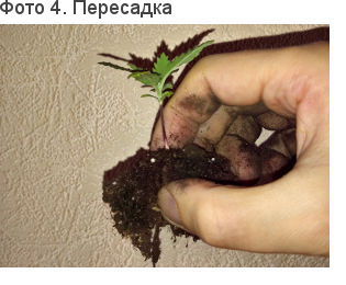 Корневая система конопли при пересадке