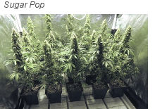 Sugar Pop гроу-репорт