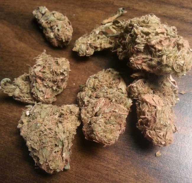 Головы, которые были плохо высушены и пролечены или неправильно хранились, отличаются коричневым, рыжим или бурым цветом