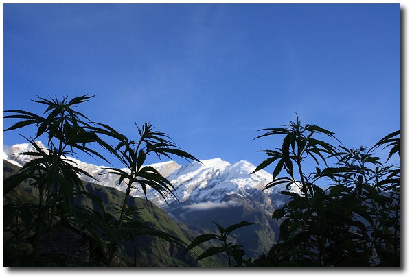 800px-CannabisDhaulagiri