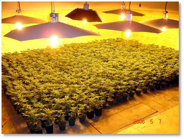 a lot of marijuana plants5