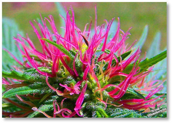 beautiful-marijuana-bud1