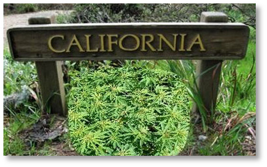 california-marijuana-2