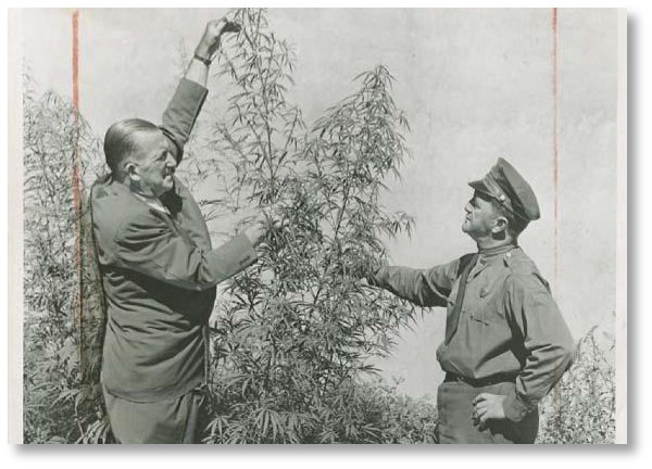 cannabis-can-grow-quite-tall
