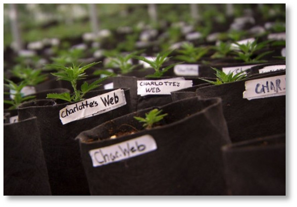 cannabis-plants-charlottes-web